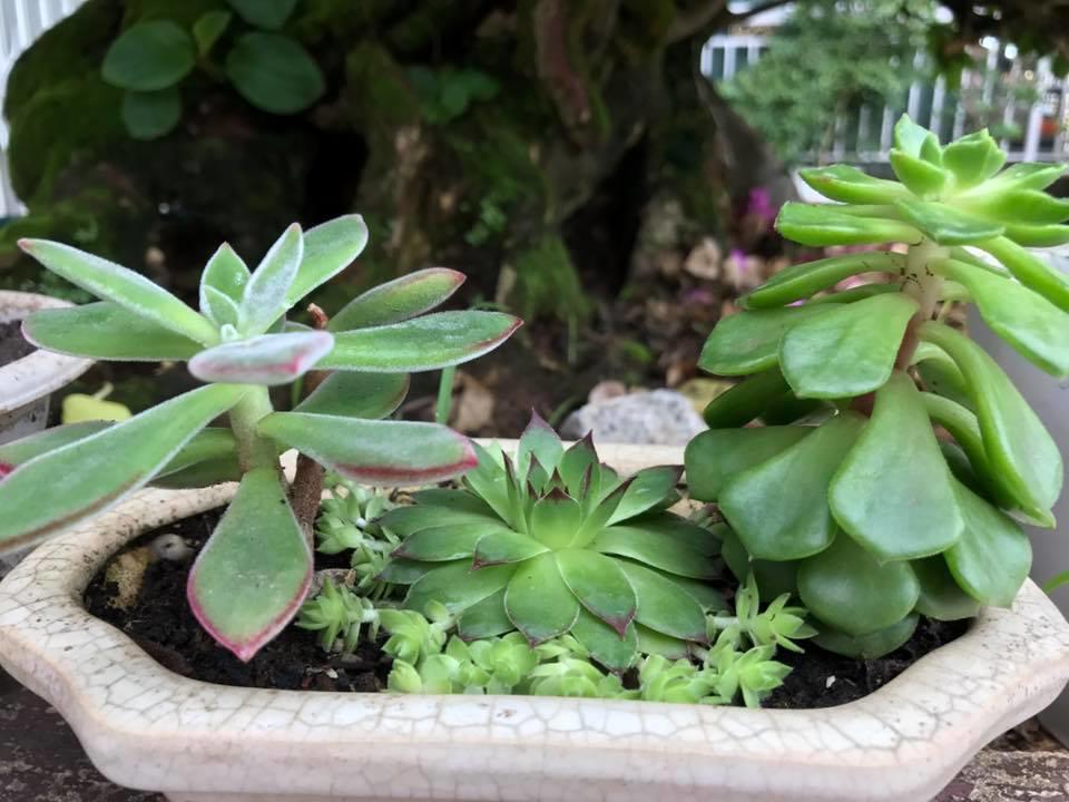 Dalat Coffee House Homestay Екстериор снимка